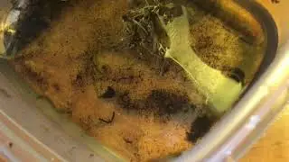 Day 32 Salamander Chronicles - Complete water swap for new food