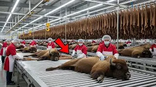 Inside the Bison Leather Factory &mdash; How Massive Bison Hides Become Durable Luxury Goods