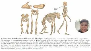 Part 4: Echinodermata, Hemichordata; Chordata: Pisces, Birds, Amphibia, Reptilia, and Mammalia