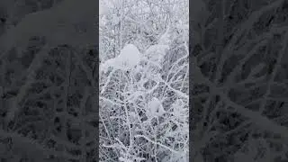 Frozen Forest Echoes: Winter Wonderland Melodies for Inner Peace