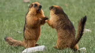 Marmots digging burrows.