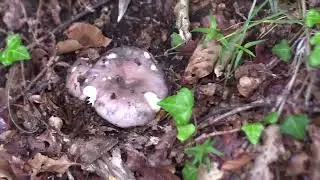 Micología | Russula Cyanoxantha | 3.6.2023