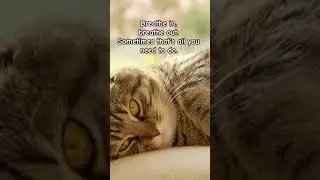 Take a moment to breathe. #cat #funnyanimals #moment #breathe #meditation #relax #slowdown #cute