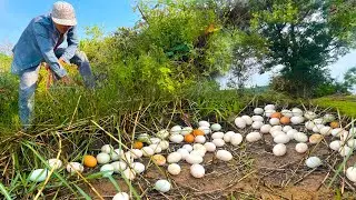 Wow! Wow! a skill farmer collects eggs from field - OMG amazing man picks up many duck eggs on field