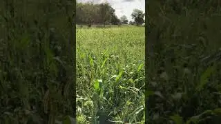 Roller crimper vs gly Experiment results