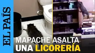 EE UU | Encuentran un MAPACHE EBRIO y DESMAYADO en el ba&ntilde;o de una LICORER&Iacute;A en Virginia | EL PA&Iacute;S