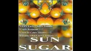 SUNSUGAR SUN SUGAR TOMATO SEED ~ SWEETEST TOMATO,  SEEDS on  www.MySeeds.Co