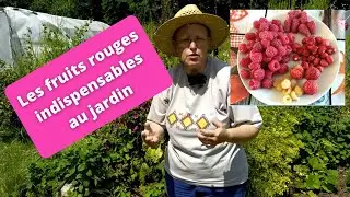Les fruits rouges indispensables au jardin