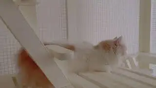 Kucing parsi