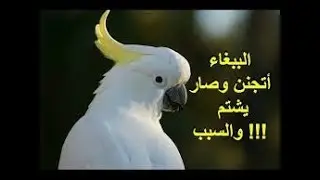 This bird is pissed! ** Bitter Sweet Sarcasm **   هههههه بغبغان يشتم    لازم تشوف