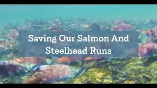 Saving Our Salmon And Steelhead Runs