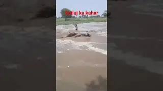 satluj ka kahar#satluj#dariya #tabahi #viral #video