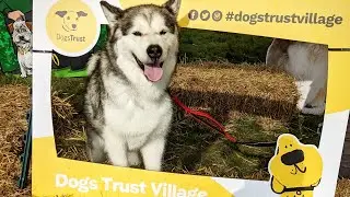 Dog Fest! Tatton Park | Games, Competition and Lots Of Dogs!