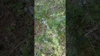 common juniper