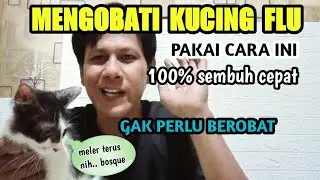 Cara mengatasi kucing flu tanpa harus berobat