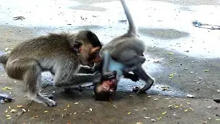 Trillion Pity To See Poor Mother Monkey And Her Child Horribly Warned By Big Male Monkey