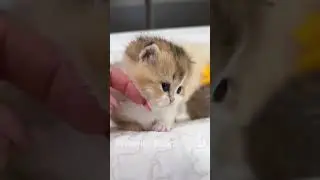 Kitten's Paws At Play| #kittenvideos #kittenpaws  #kittenfun