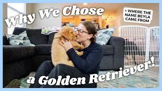 Why We Chose a Golden Retriever Puppy & How We Chose the Name BEYLA!! Beyla's Background Video 💛