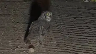 March 14, 2017- Spotted Eagle Owl with Tristan