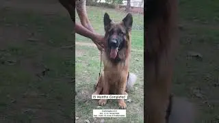 Big Size German Shepherds @ Just 15 Months | Virath Shepherds Kennel  #kci #pets #dog #puppy #cute