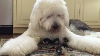 Old English Sheepdog and his chicks