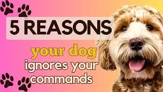 FIVE Reasons Why Your Dog Ignores Your Commands