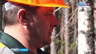 Сегежский ЦБК перейдет на модель интенсивного лесопользования