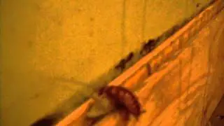 Retarded Roach