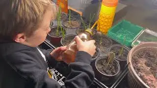 January 27, 2025 - More Watering Garlic