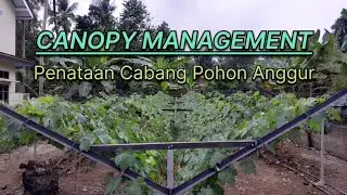 Eps 003 - Managemen Kanopi / Managemen Cabang Anggur Sistem Trallis Y