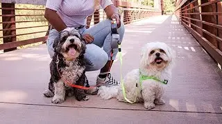 Best Double Dog Leash 2021#shorts