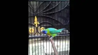 SUARA BURUNG : KINOI / KINOY / Cucak Ranting AKM SBY