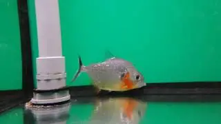 Piranha Serrasalmus eiganmanni