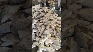 Harkura fish 🐠🐠🐠 #Paradeep Baliplut fish market #
