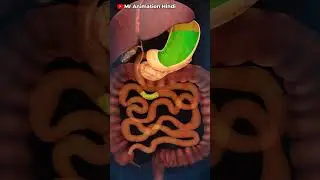 Nutrivea Metabolism and Digestion: A Comprehensive Overview