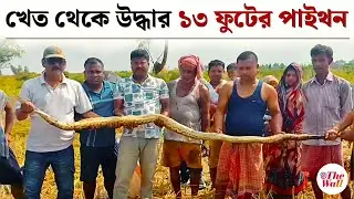 North Bengal Flood News | Snake Rescue Video | ধান খেত থেকে উদ্ধার বন্যায় ভেসে আসা ১৩ ফুটের পাইথন