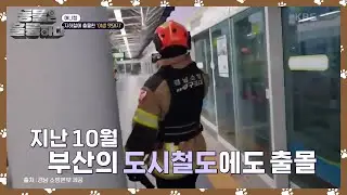 부산 지하철에 출몰한 ‘야생 멧돼지’ 1시간 대치 끝에 포획 [동물은 훌륭하다] | KBS 241130 방송