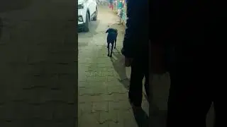 Help these poor street animals❣️❣️🙏🙏🤗@voicesforvoiceless #shorts #viral #trending #animal #dogs