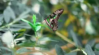 Spring Season View | Beautiful Relaxing Music, Beautiful Nature Scenery UHD | Music Video