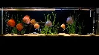 Acuario 250 litros con peces Disco