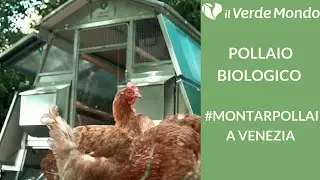 Pollaio Biologico | Giornata a #montarpollai a VENEZIA - Il Verde Mondo