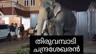ആന ചന്തം ❤️❤️❤️