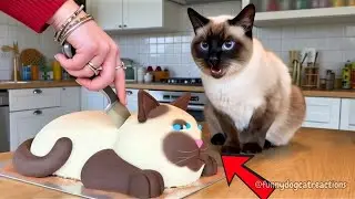 🍰🐈&zwj;⬛Cats Thinking Cakes Are Real! 🤣 Funniest Cat Cake Reactions 2026 Compilation