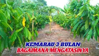 BAGAIMANA PERAWATAN KAKAO DI MUSIM KEMARAU‼️