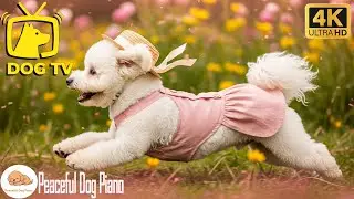 Dog Music & TV for Dogs: Fast-Prevent Boredom and Anxiety with Video for Dogs + Music for Dogs