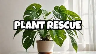 Why Are Your Indoor Plants Dying? Common Sign, Reasons & Solutions! Houseplant Problems & Treatment