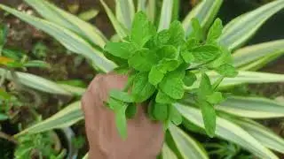 How to grow Mint in your Kitchen garden for beginners |Rooting methods explained