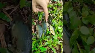 MANCING IKAN BETOK DI SUNGAI PERKEBUNAN