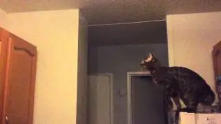 Graceful predator