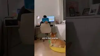 Dog's shocking shooting skills! #shortvideo #animals #cute #shorts #pets #dog #foryou